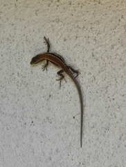 Podarcis muralis