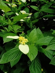 Mussaendeae