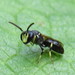 Cresson's Masked Bee - Photo (c) Ginny Moore, some rights reserved (CC BY-NC), uploaded by Ginny Moore