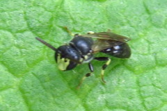 Hylaeus mesillae cressoni
