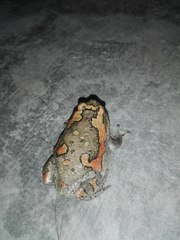 Microhylinae