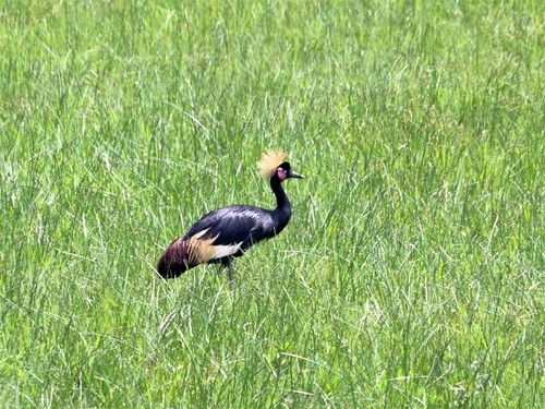 Eastern Black Crowned Crane