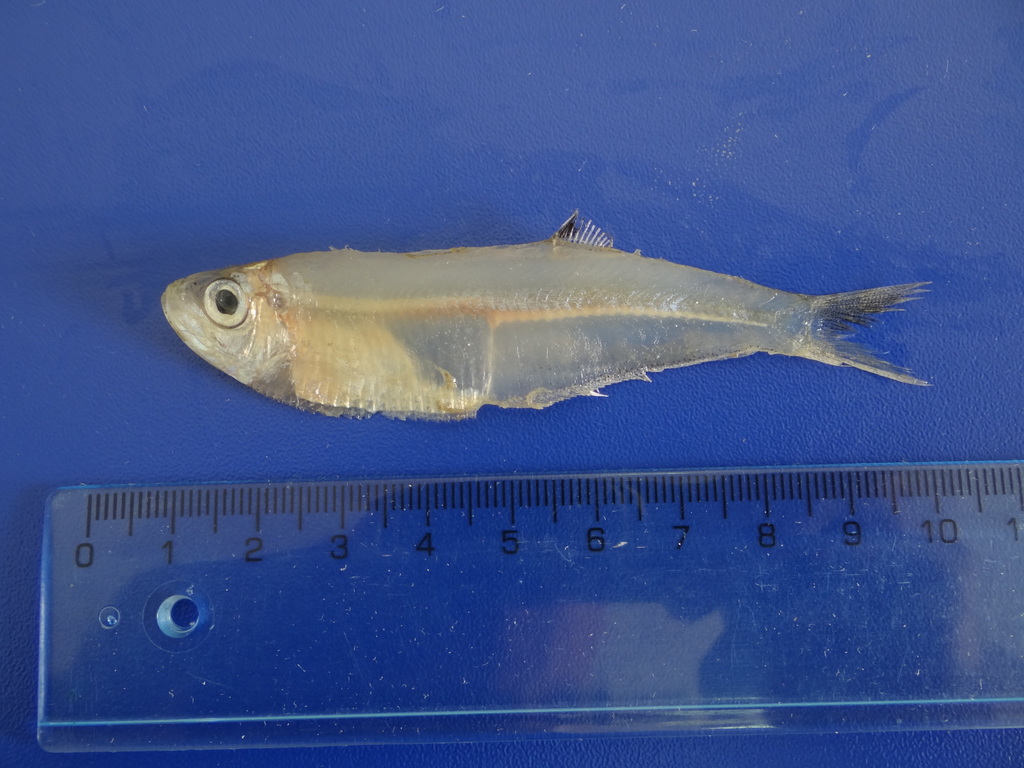 Tropical longfin herring (Neoopisthopterus tropicus) — Pristigasteridae