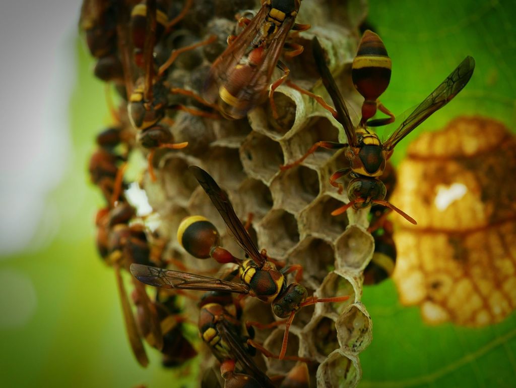 Ropalidia impetuosa