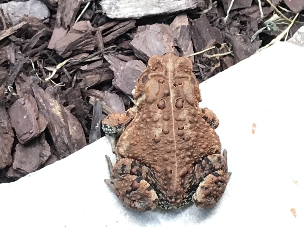 American Toad from Comus Rd, Dickerson, MD, US on August 29, 2020 at 06 ...