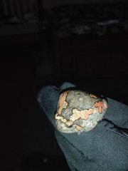 Microhylinae