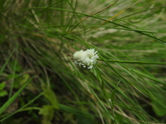 Antennaria dioica