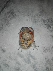 Microhylinae