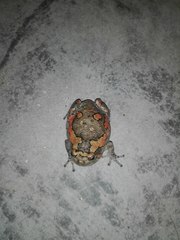 Microhylinae