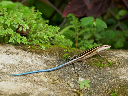 Emoia caeruleocauda observed 2016-12-05