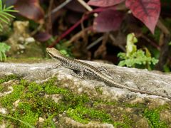 Emoia atrocostata