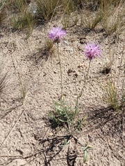 Jurinea cyanoides