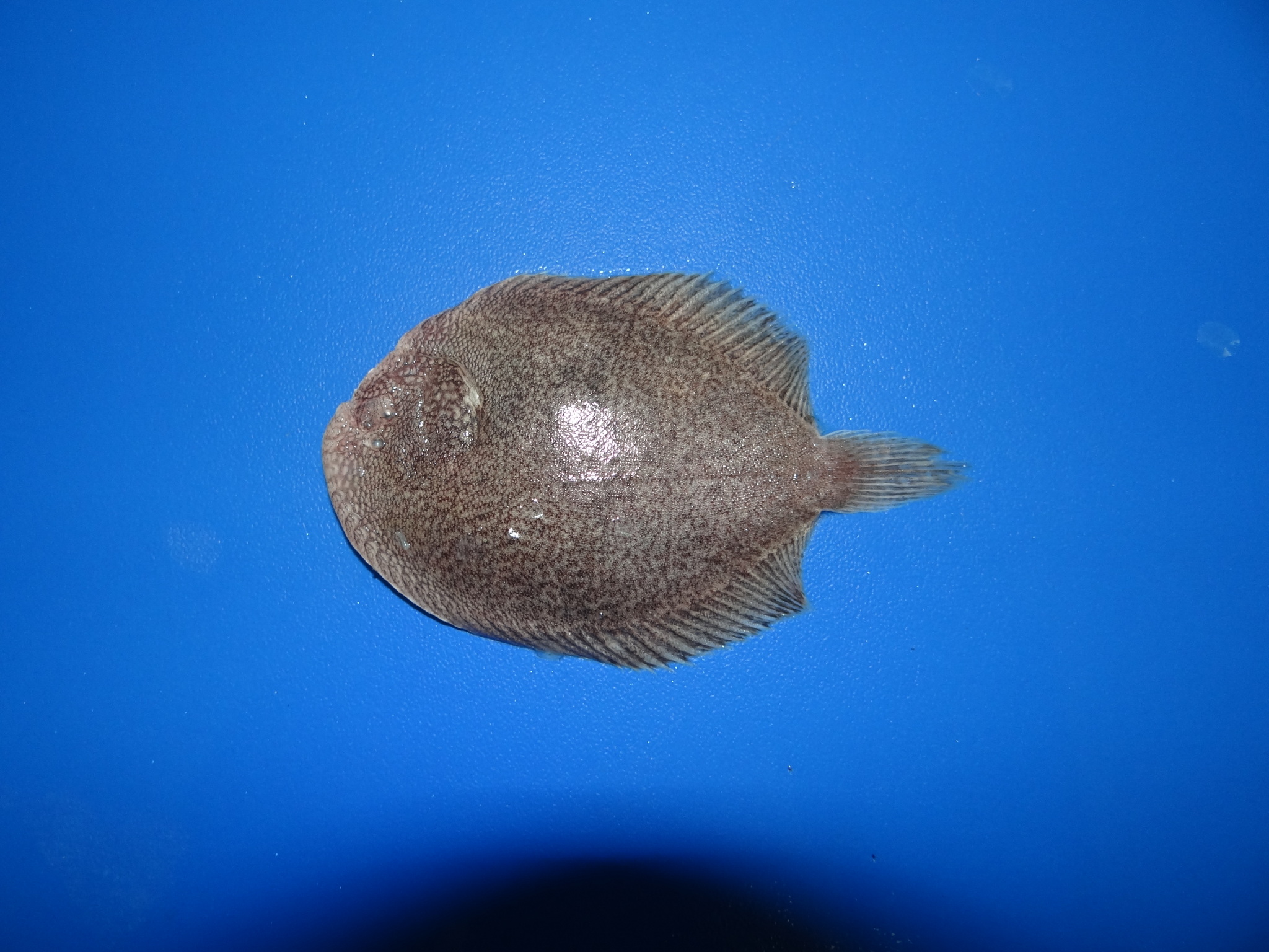 Whitespotted Sole photo 3