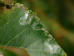 Phyllocnistis unipunctella