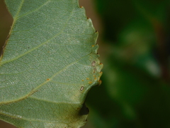 Phyllocnistis unipunctella