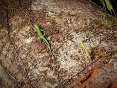 Lamprolepis smaragdina