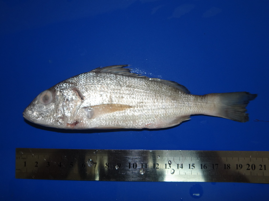 Elongate grunt (Haemulopsis elongatus) — Haemulidae