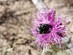 Jurinea cyanoides