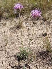 Jurinea cyanoides