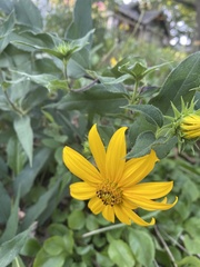 Asteraceae