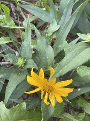 Asteraceae