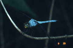 Chalcostephia flavifrons