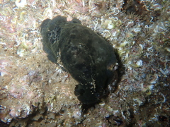 Dendrodoris temarana