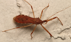 Rocconota annulicornis