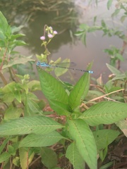 Pseudagrion microcephalum