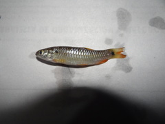 Lebiasina bimaculata