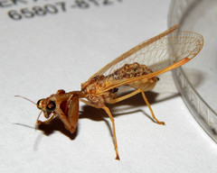 Dicromantispa sayi