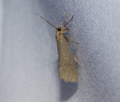 Cisthene dorsimacula