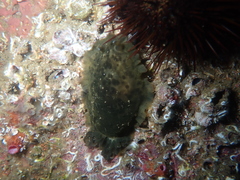 Dendrodoris temarana