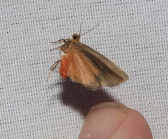 Cisthene dorsimacula
