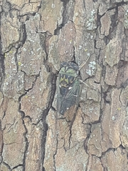 Neotibicen