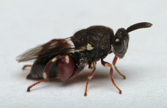 Brachymeria podagrica