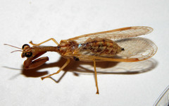 Dicromantispa sayi