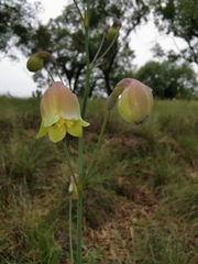Prochnyanthes mexicana