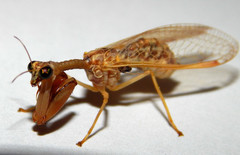 Dicromantispa sayi