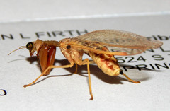 Dicromantispa sayi