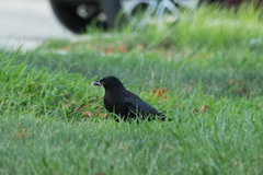 Corvus brachyrhynchos