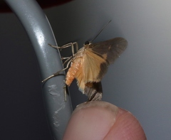 Cisthene dorsimacula