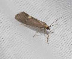 Cisthene dorsimacula