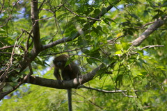 Plecturocebus donacophilus
