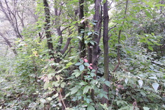 Parthenocissus inserta