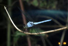 Chalcostephia flavifrons