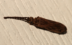 Tenomerga cinerea