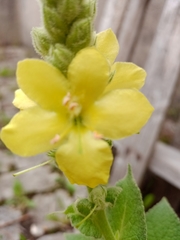 Verbascum thapsus crassifolium