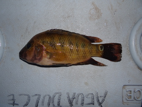 Red terror cichlid (Mesoheros festae) — Cichlidae — 3