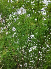 Acer negundo